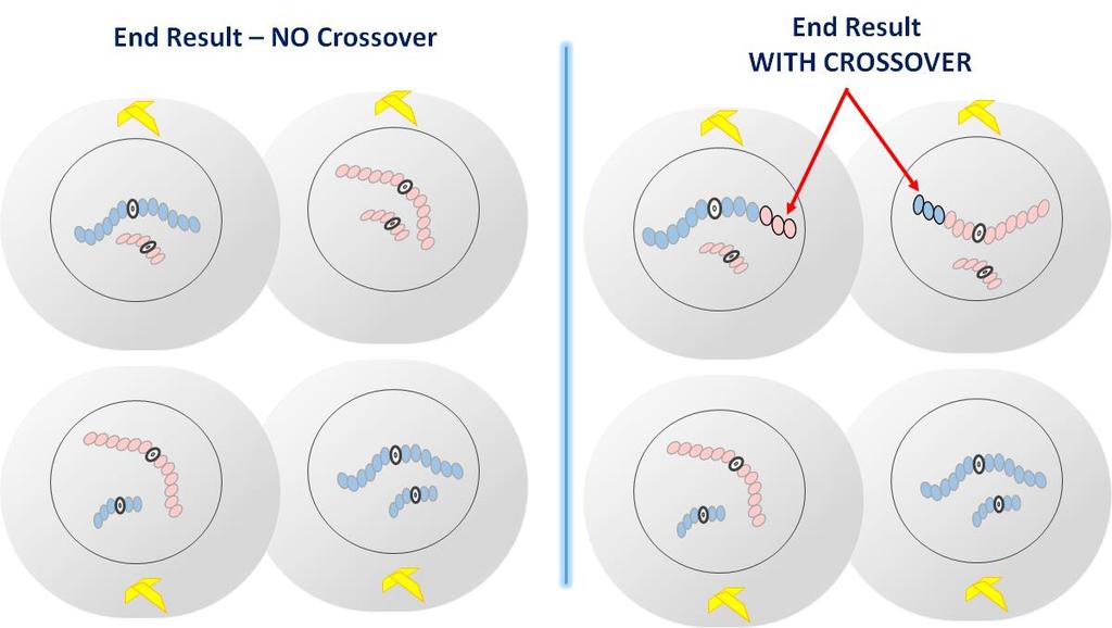 Describe the chromosomes in gametes WITH Crossover. COMPARISON OF END RESULT WITH AND WITHOUT CROSSOVER No Crossover CROSSOVER Describe the chromosomes in gametes WITHOUT Crossover.