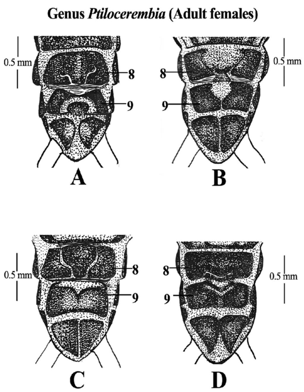 FIGURE 6. Illustrations of sternites, especially on 8th and 9th abdominal segments of female Ptilocerembia thaidina sp. n. (A), P. senathami sp. n. (B), P. catherinae sp. n. (C) and P. rossi sp. n. (D) Ptilocerembia rossi sp.
