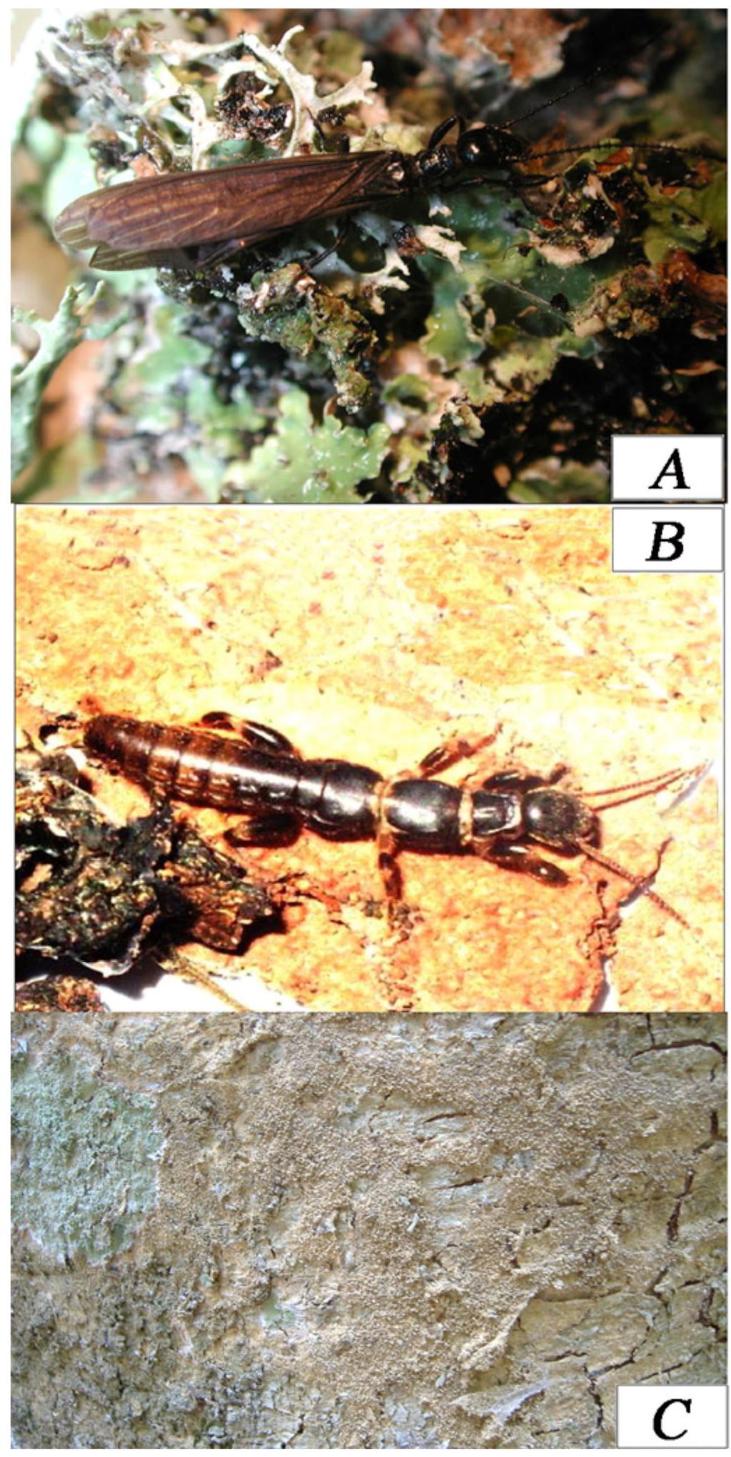 FIGURE 1. Ptilocerembia thaidina sp. n. (A) male, (B) female and (C) a silk gallery showing the silk camouflaged by gathered materials, including frass, stitched onto its surface by the occupants.