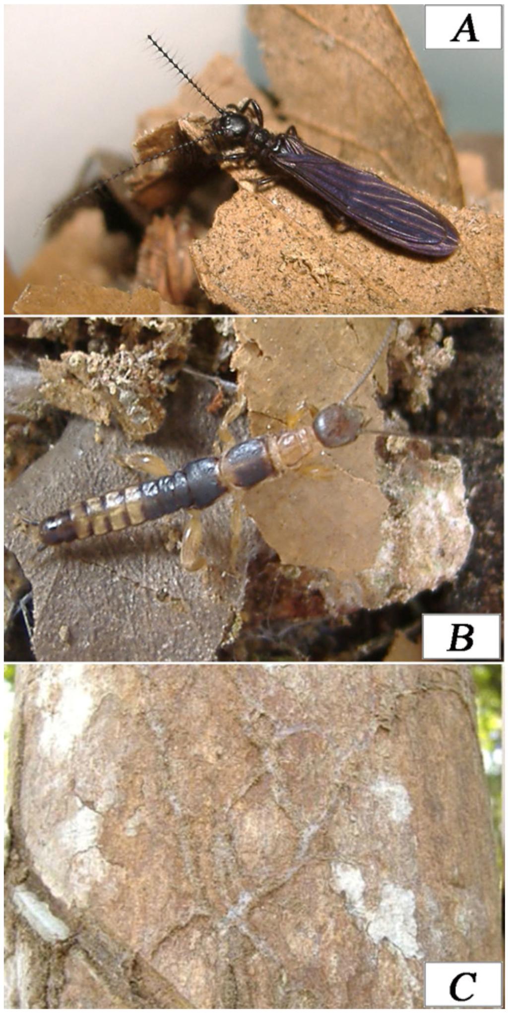 FIGURE 5. Ptilocerembia rossi sp. n. (A) male, (B) female and (C) silk gallery.