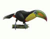 Project TOUCAN A