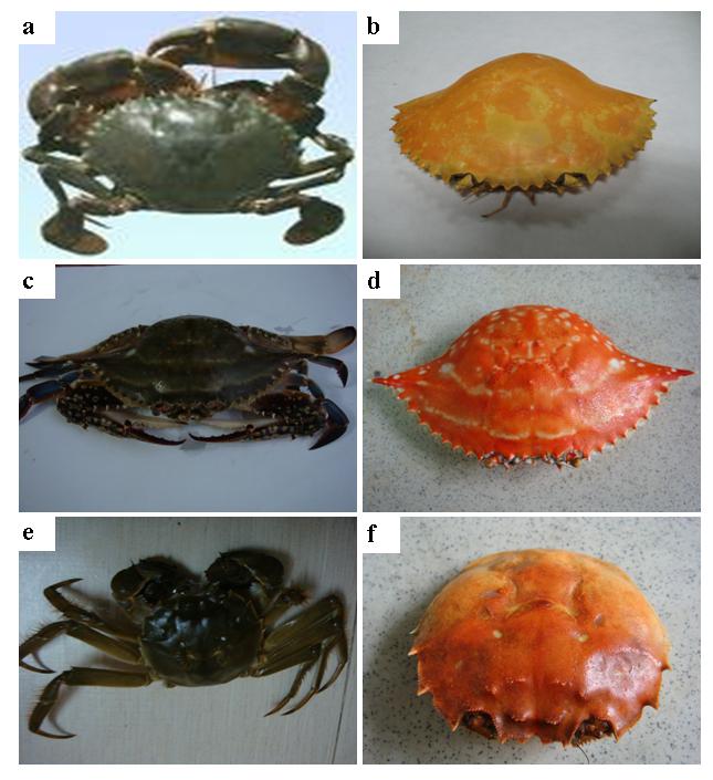 Figure S2 Three kinds of crabs and their shells and shells after calcination in air at 350 C, which live in