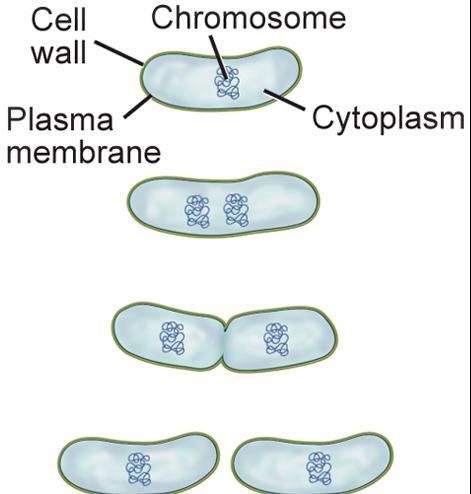 into 2 Domains Cause disease Make toxins Structure And are, Composed of only 1 cell Can also reproduce through the process