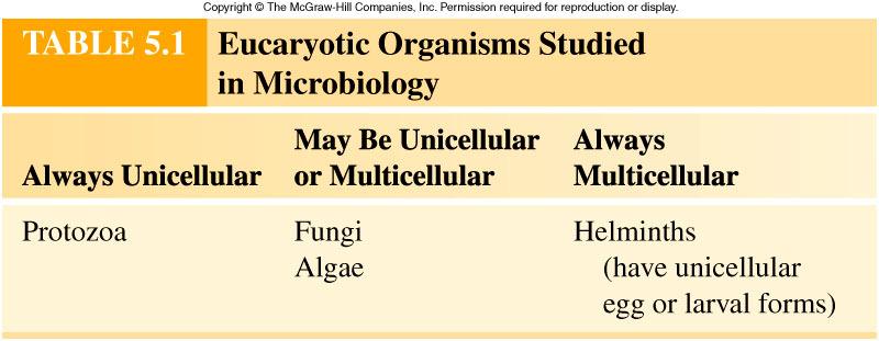 Chapter 5 - Eukaryotic microorganisms Some things to think about as we discuss the difference between prokaryotic and eukaryotic organisms Relate importance of differences between