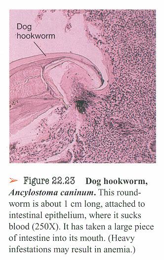 autoinfection Some of the roundworms are transmitted by mosquitoes and