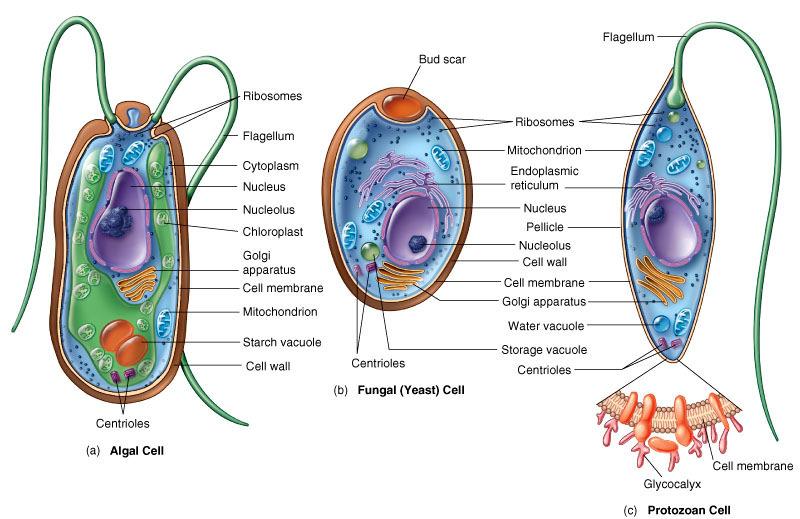 External Structures Appendages Flagella Cilia Glycocalyx Cell wall
