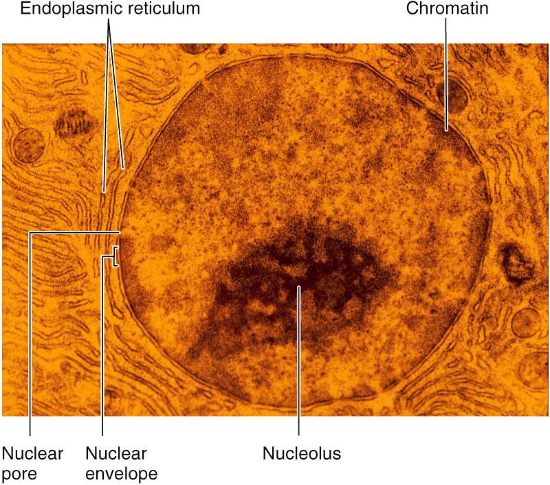 Nucleus Internal Structures Endoplasmic reticulum Golgi apparatus Mitochondria Chloroplast (photosynthetic cells only) Ribosomes Cytoskeleton Nucleus Membrane bound organelle Chromatin- chromosomal