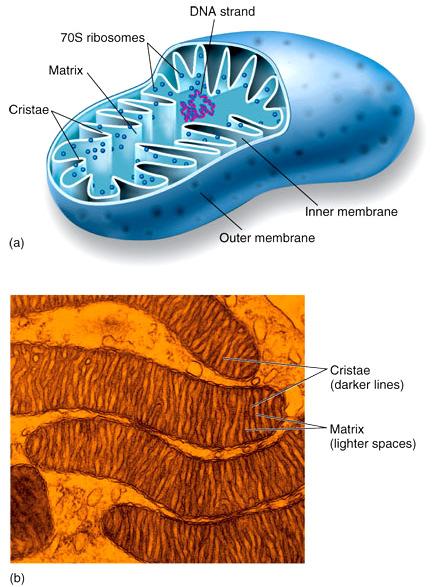 generation Cristae-folds of the inner membrane Matrix-consist of ribosomes, DNA, and enzymes Note the similarity to a single bacterial cell!