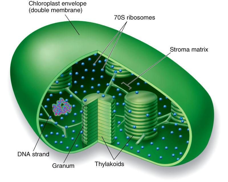 thylakoids Eucaryotic cell division involves mitosis, in which the