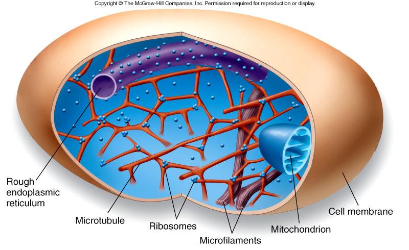 Microfilaments allow movement of molecules in the cytoplasm, and microtubules maintain shape of the cell and enable movement of molecules within the