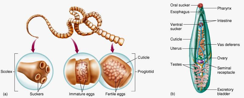 - The gametocytes form a zygote in the mosquito and develop into oocysts which in turn produce more sporozoites and the cycle