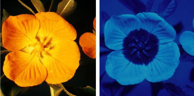 a flower insects see UV