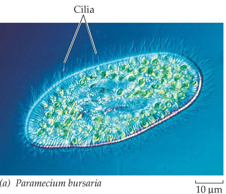 hairlike cilia