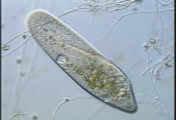 Paramecium uses cilia to generate