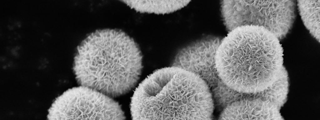 Fig. S1 SEM image of BiOBr hierarchical microspheres. Fig.