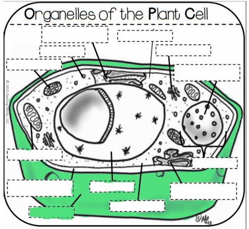 Cell Wall strong supporting layer around the