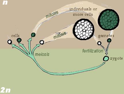 Most fungi exhibit a life cycle in which the only diploid stage is the zygote.