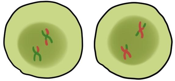 CONCEPT: MEIOSIS Metaphase I: Homologs align on metaphase plate, and each homolog pair attaches to microtubules from opposite poles The microtubules from one pole attach to the kinetochore of both