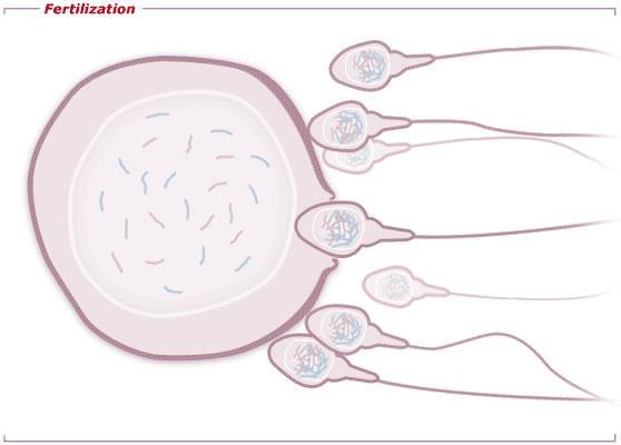 fertilization = an egg cell