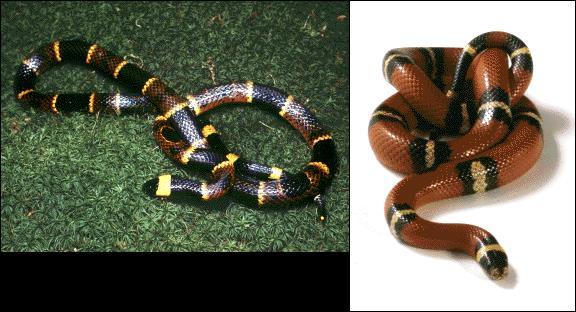 Coral Snake (Poisonous)