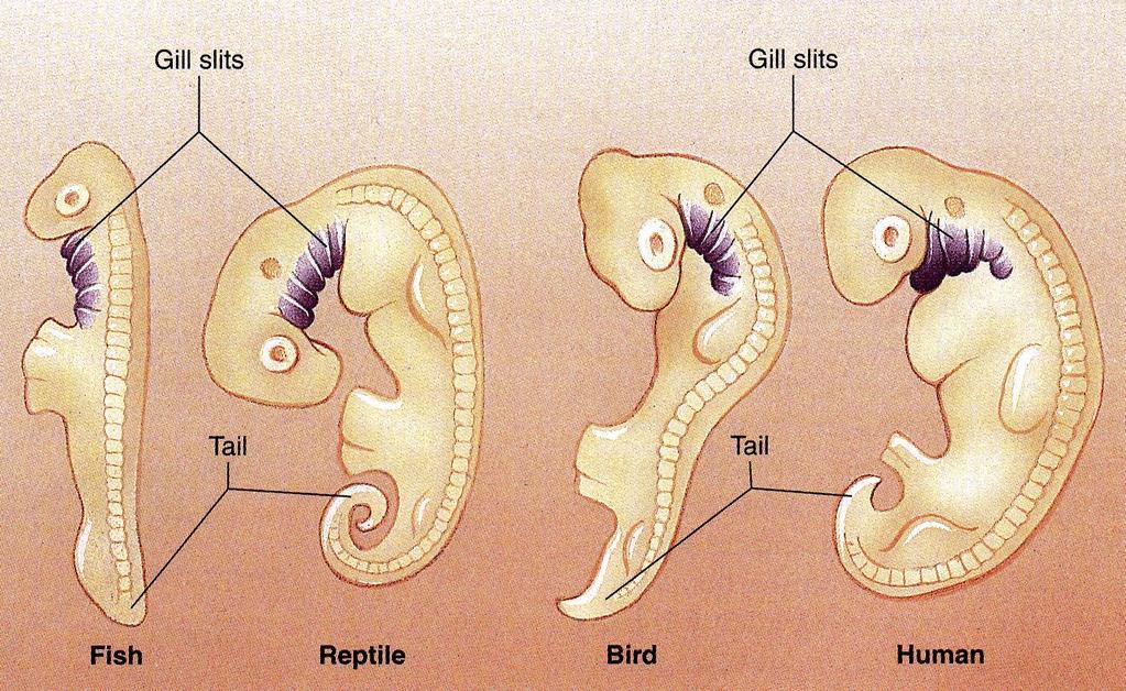 Embryology Embryos of all vertebrates