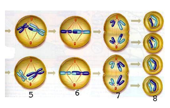 Meiosis II Stages Each daughter cell con%nues to divide to produce two haploid cells No