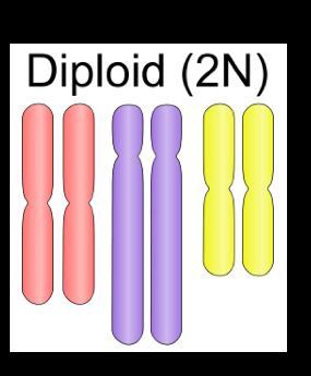 Diploid Diploid vs Haploid 2 copies of each