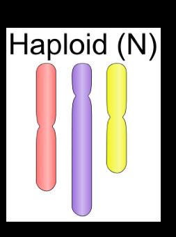 Haploid one copy of each chromosome Our sex cells