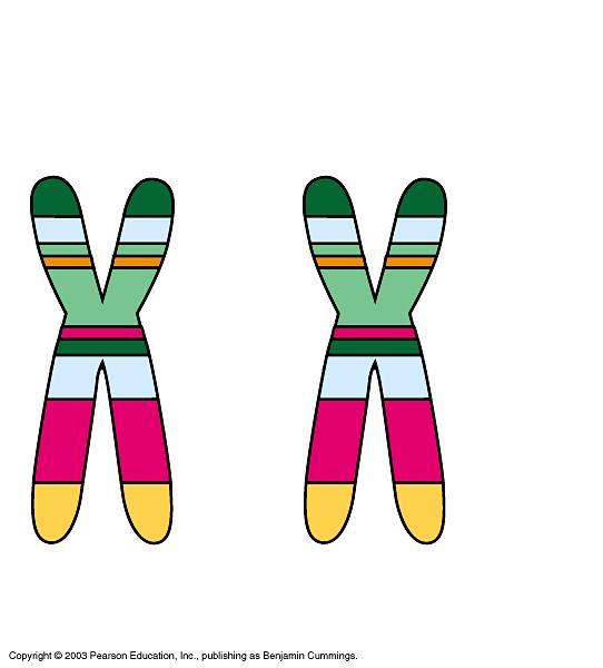 MEIOSIS AND CROSSING OVER Chromosomes are matched in homologous pairs Each synapsis is made up of 2 pairs of