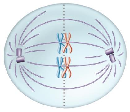 I Metaphase I Chromosome centromeres attach to spindle