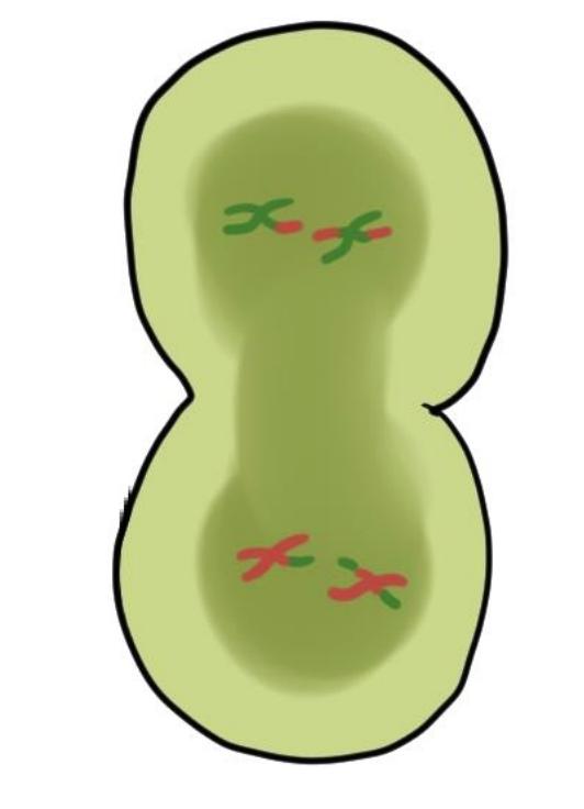doesn t occur properly Telophase I: The nuclear membrane begins to reform around dyads Cytokinesis: The cells