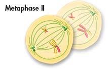 Metaphase II chromosomes line
