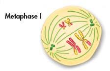 Metaphase I As prophase I ends, a spindle forms and attaches to each tetrad.