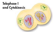 Telophase I and Cytokinesis During telophase I, a nuclear membrane forms around