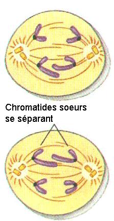 Anaphase II: n The centromere split. n The 2 chromatids separate.