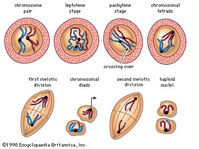 Telophase II n Chromosomes begin to stretch out & lose their rod like appearance. n A new nuclear envelope forms around each region of chromosomes.