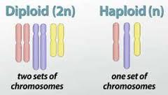 Haploid vs Diploid Haploid: (n) is the number of chromosomes in a gamete (sex cell) of an individual.