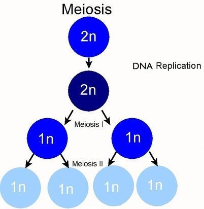 MEIOSIS: THE BIG PICTURE Meiosis: reduction division Chromosomes reduced to half their original number (from diploid to haploid) Produces