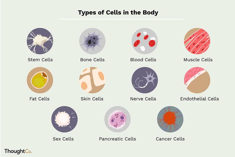 SOMATIC CELLS VS GAMETES Somatic cells: regular body cells