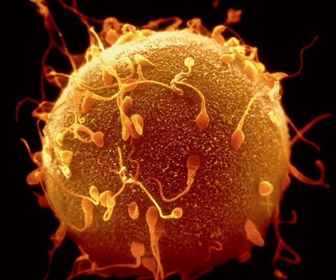 by mitosis Gametes: sex cells Sperm, egg (ovum) Haploid (1n)