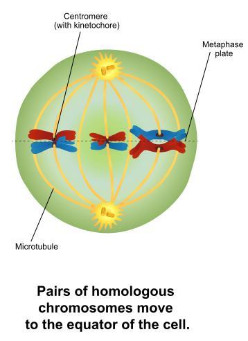MEIOSIS I Metaphase I: Homologous pairs line up at middle Anaphase I Telophase I RESULT: