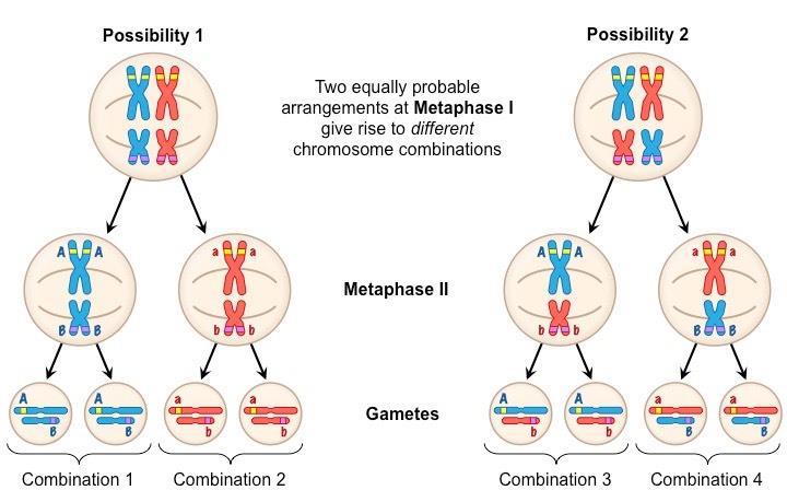 INDEPENDENT ASSORTMENT In Metaphase I, homologous pairs are randomly oriented Chances of inheriting one gene is unrelated to chances of