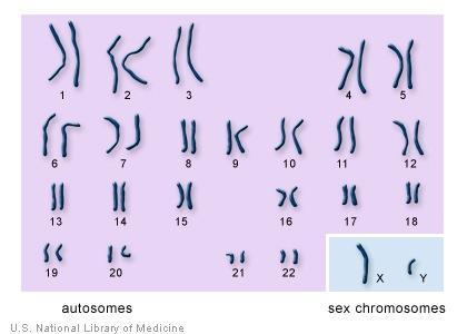 AUTOSOMES VS SEX CHROMOSOMES Sex chromosome: Determines sex of the cell/organism
