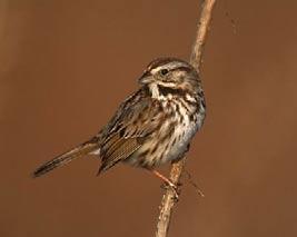 Inbreeding depression in the wild Very few good examples coz... Mandarte Island song sparrow (Keller, L. F. et al 1994.