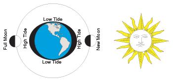 in a location every day Caused by daily rotation of Earth on its axis Occur on the side of the Earth where the tide is bulging