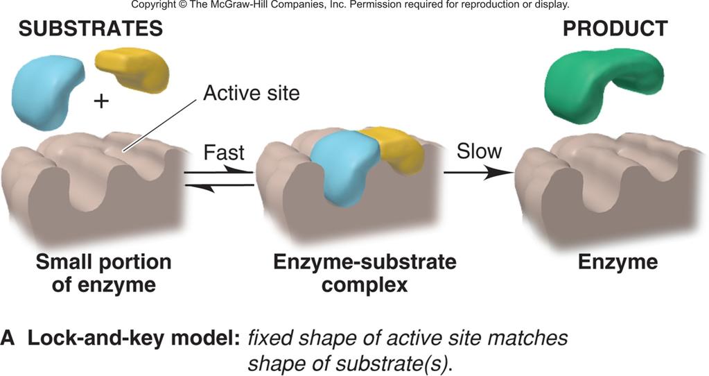 Figure 14.26A Two models of enzyme action.