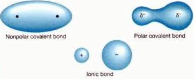 Important terms: * Electronegativity: describes the tendency of an atom to attract a shared pair of electrons (electron density) towards itself.