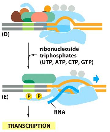 eukaryotic RNA polymerase II