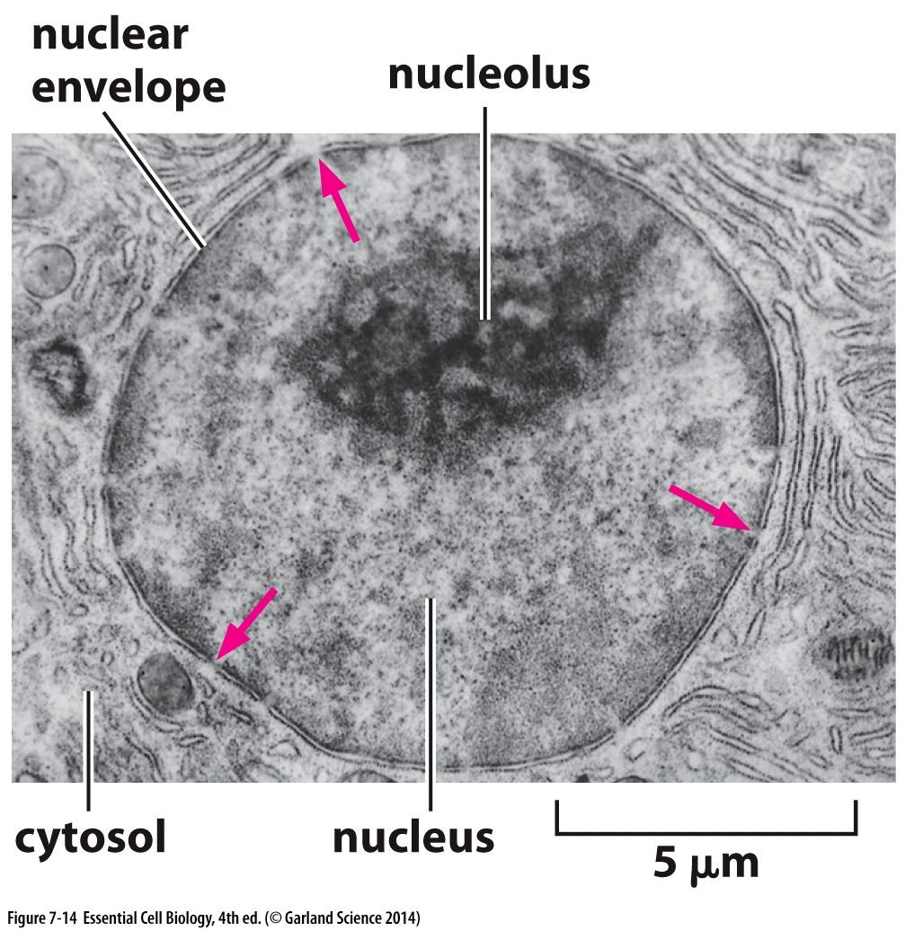 II) RNA processing Nuclear Export: Before they can be translated, mrna molecules made in the nucleus must be exported to the cytosol