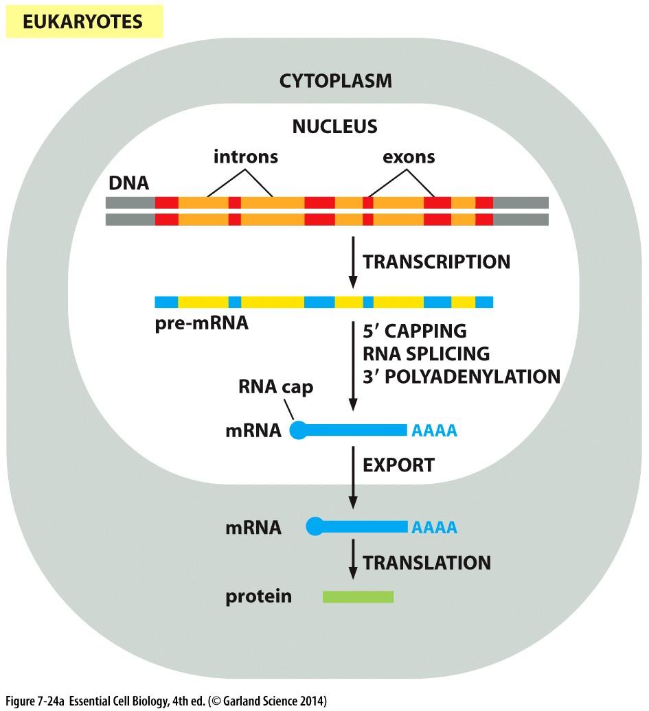 II) RNA processing